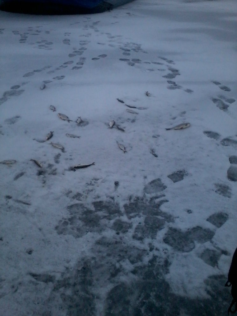 Владимир Адамчик | Санкт-Петербург