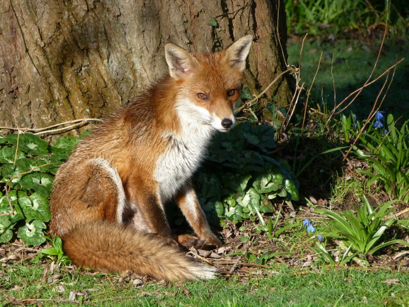 Евгений Лис aka Добрый Хитрый Лунный Чёрный | Лисичанск