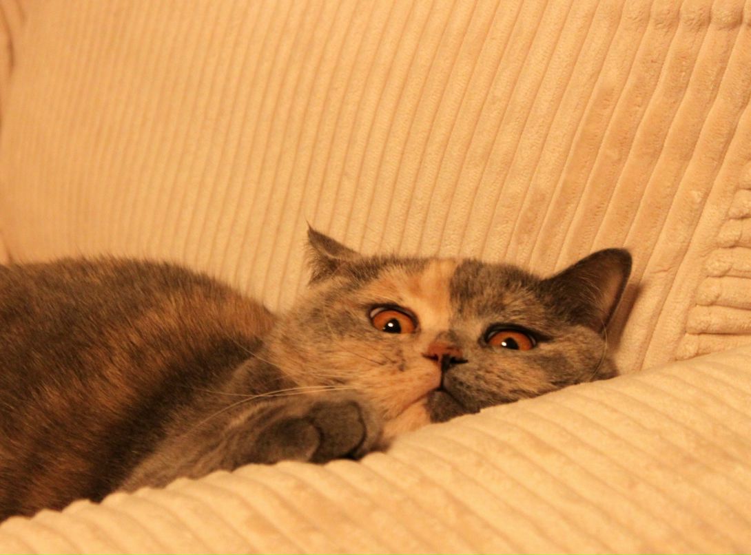 Анастасия Кашка | 