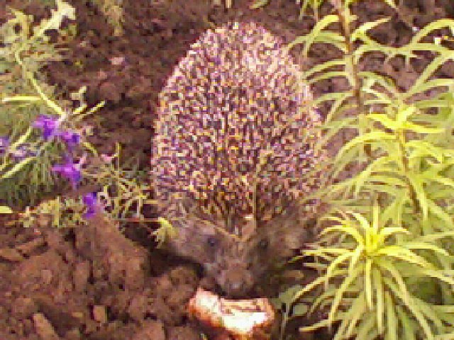 Алексей Перминов | Оренбург