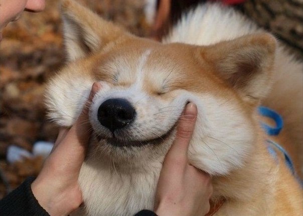 Аня Довженко | 