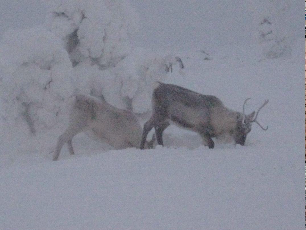 Александр Соболев | 