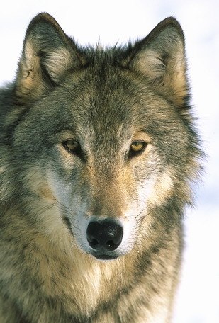 Владимир Павлов | Санкт-Петербург