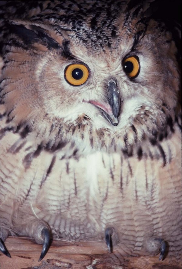 Ярослав Кулажский | Кировград