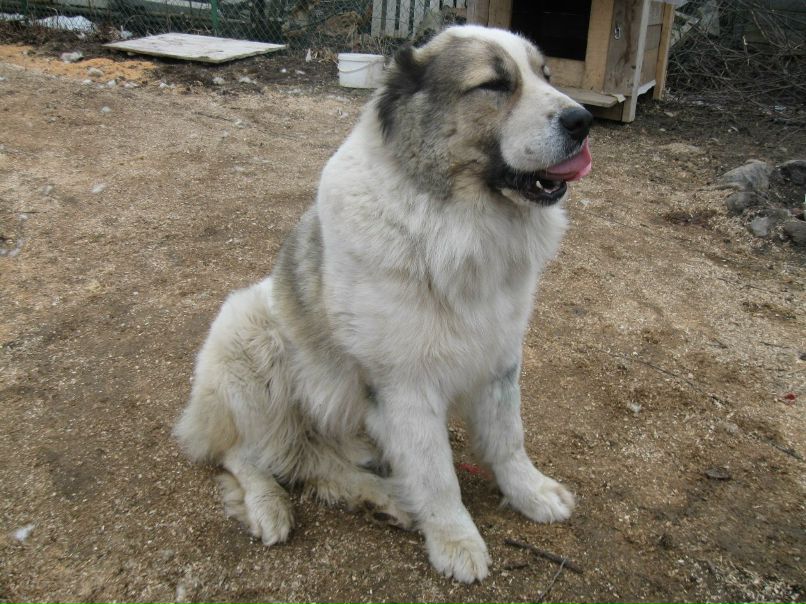 Сергей Соколов 