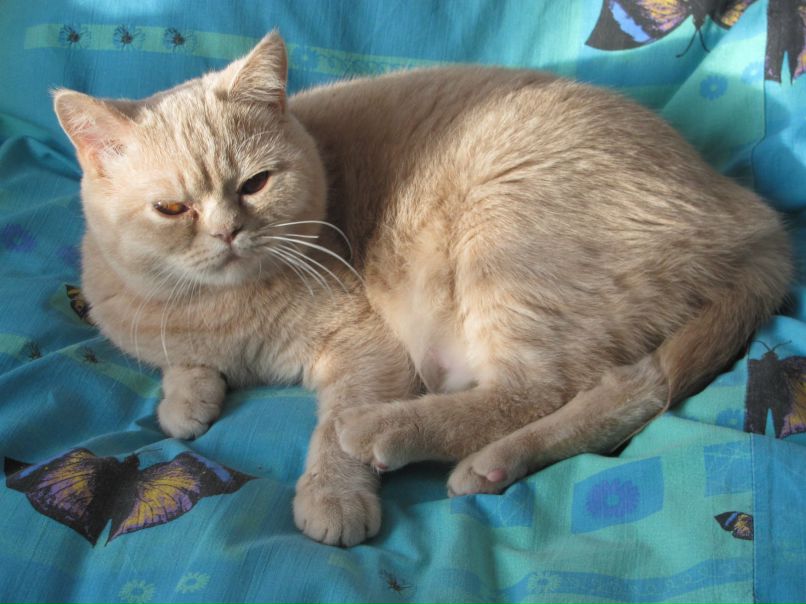 Кристина Колесникова | Борисов