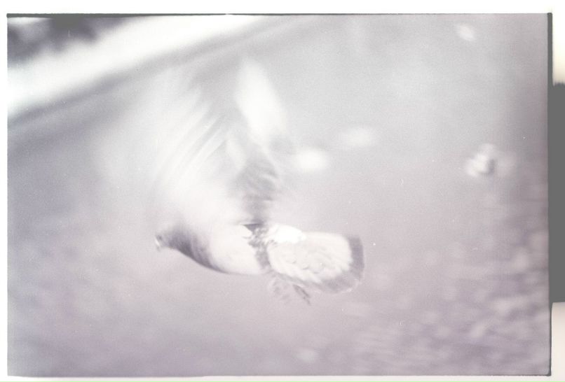 Роман Гейгерт | 