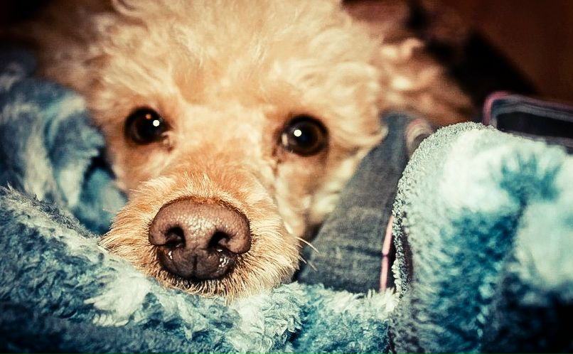 Елена Осипова | Москва