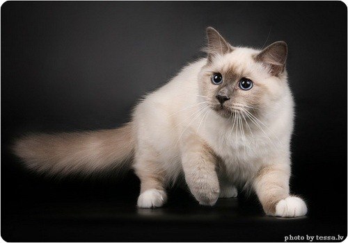 Таня Беликова | 