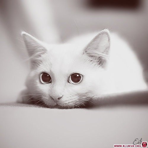 Ольга Ивашева | Краснодар