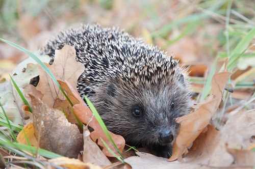 Александр Пророков | Саранск