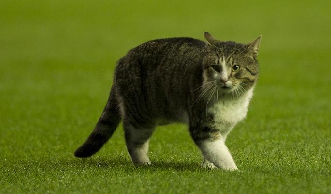 Марина Невская | Санкт-Петербург