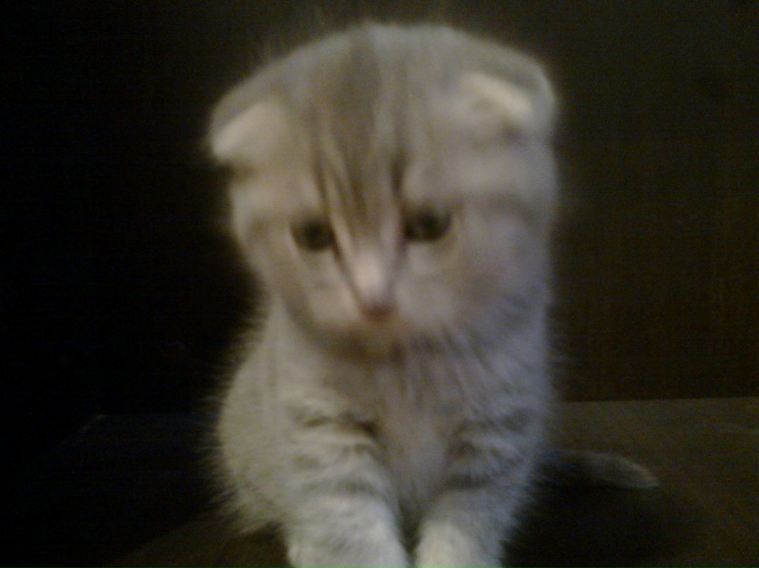 Шамиль Шабанов | Евлах