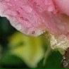 №3 Марина Чернева : профиль, фото, статус - ВКонтакте