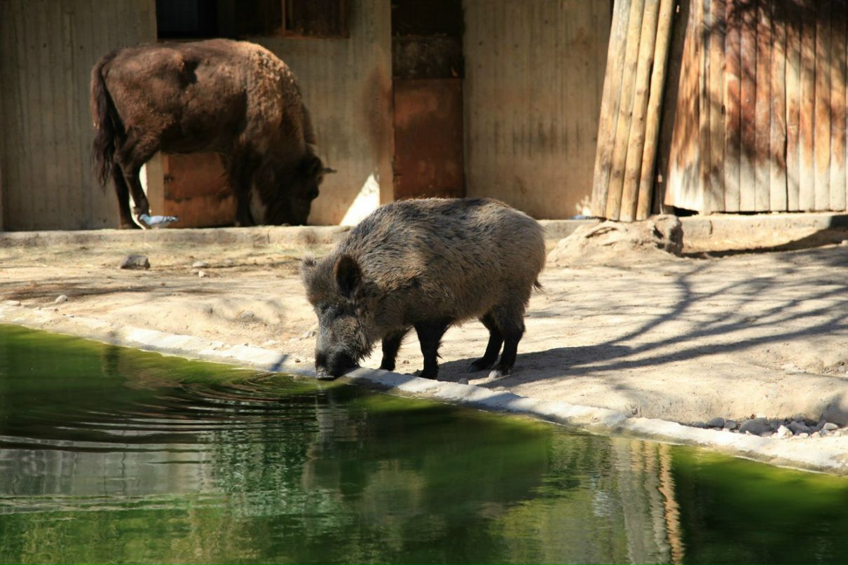 Кира Кучумова | Vigo