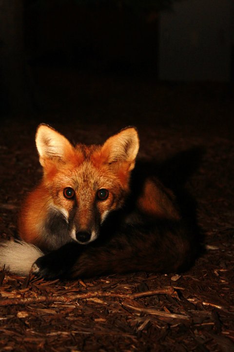 Татьяна Пелеса | 