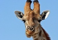 №7, Станислав Губанов, 39 лет, Кривой Рог №7, Станислав Губанов, 39 лет, Кривой Рог