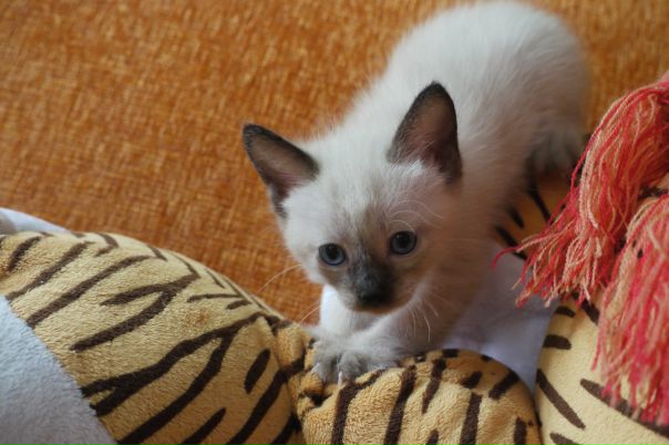 №134, Марина Бачурина, 56 лет, Москва №134, Марина Бачурина, 56 лет, Москва