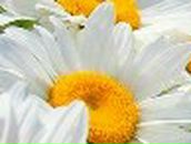 Ирина Гришина ॐღPеaCeღॐ | Москва