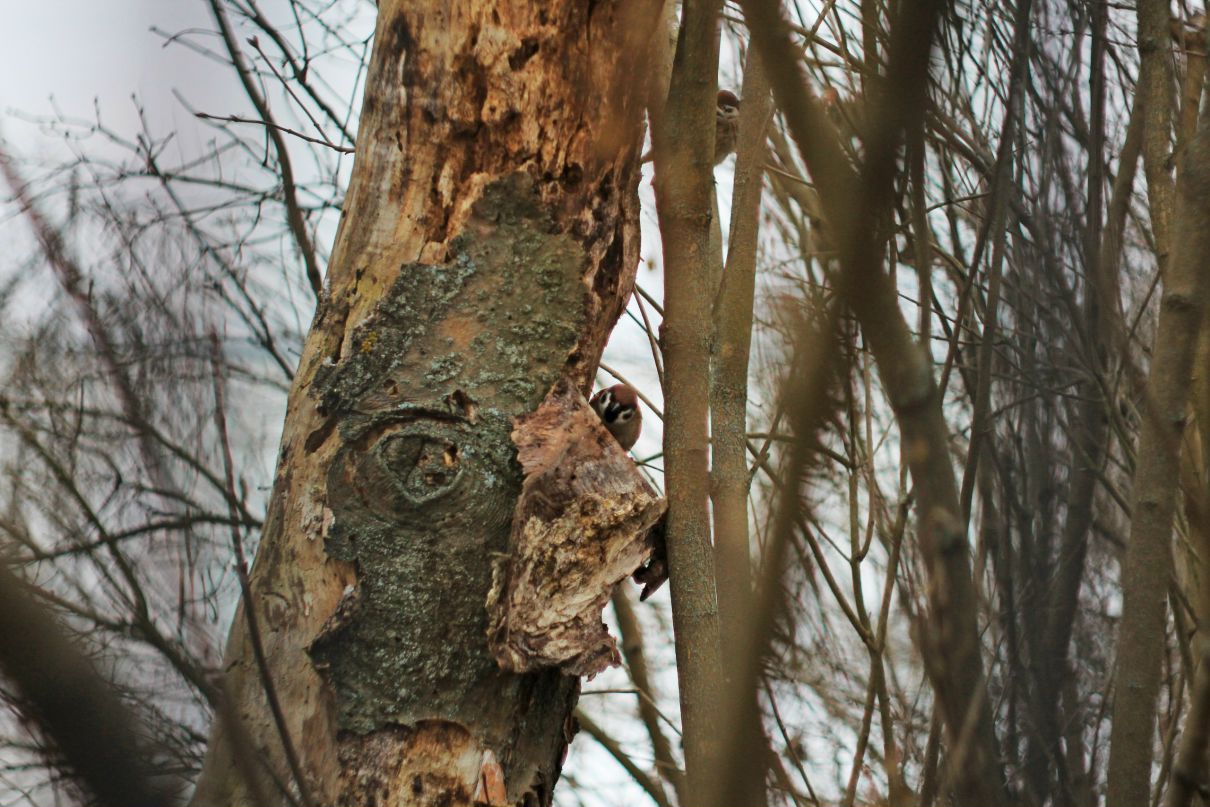 Алина Королева | 