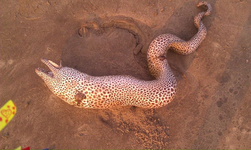 Марина Комарова Violet | Москва