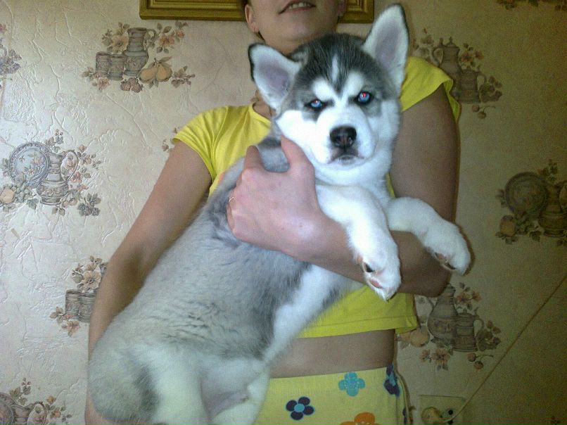 Наталья Степанова Николаевна | Подольск