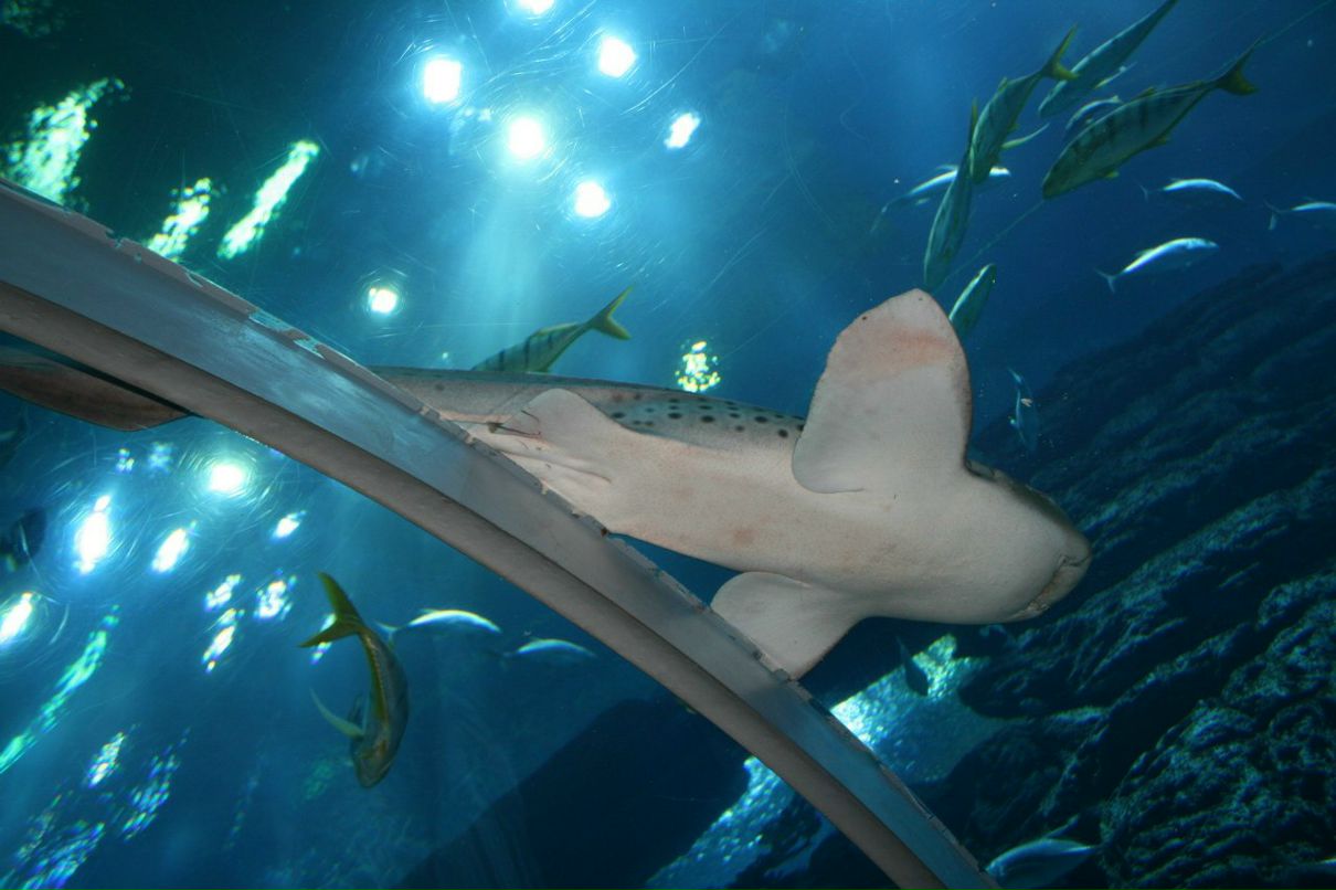 Елена Александрова | Москва