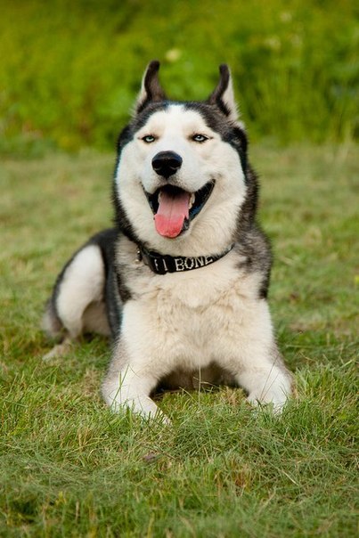 №3, Том Собакевич №3, Том Собакевич