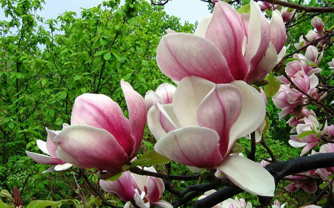 Дарина Горшенина | Москва