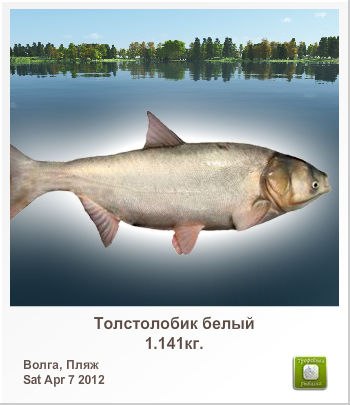 Ольга Серватинская | Саратов