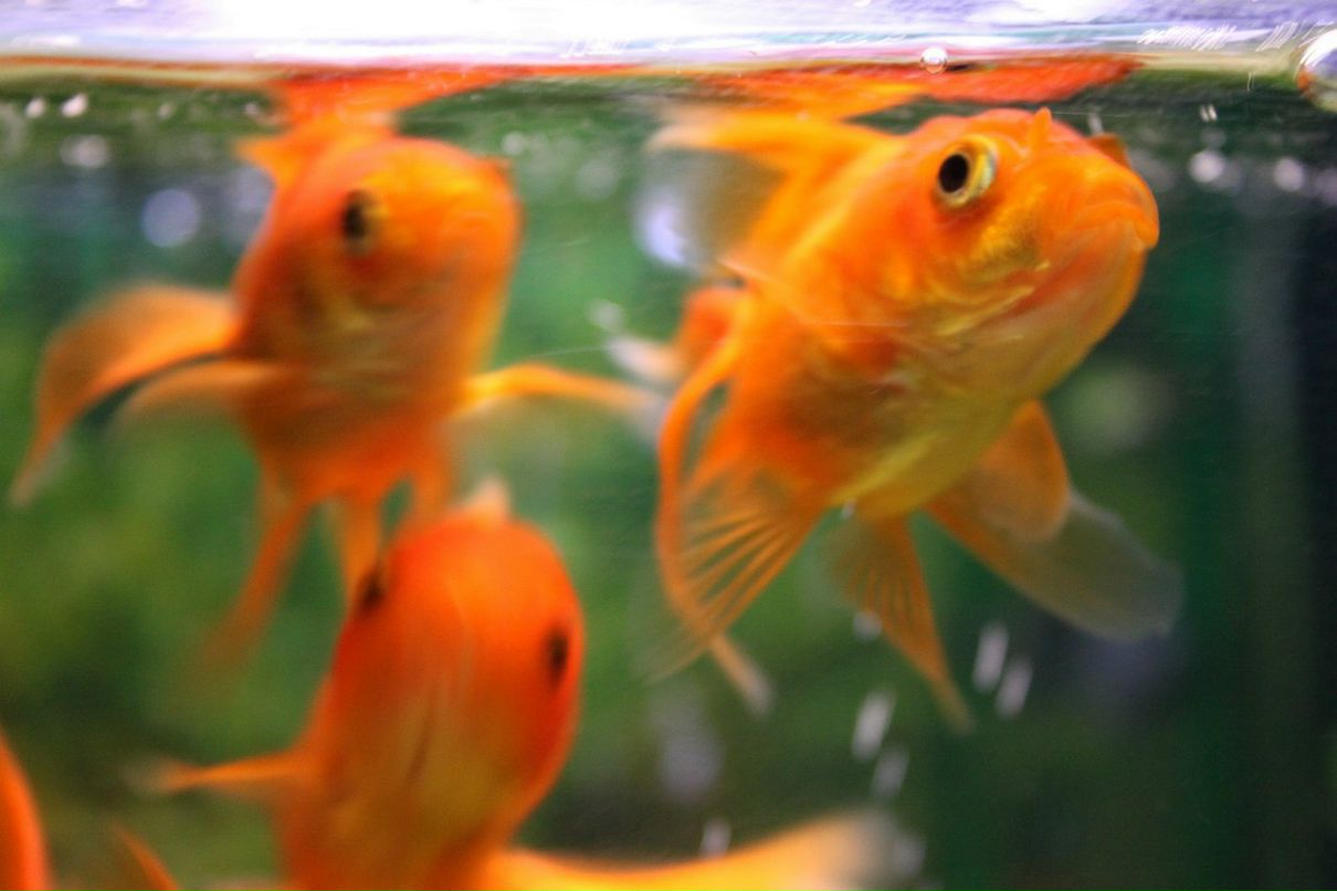 Ирина Гришко | Москва