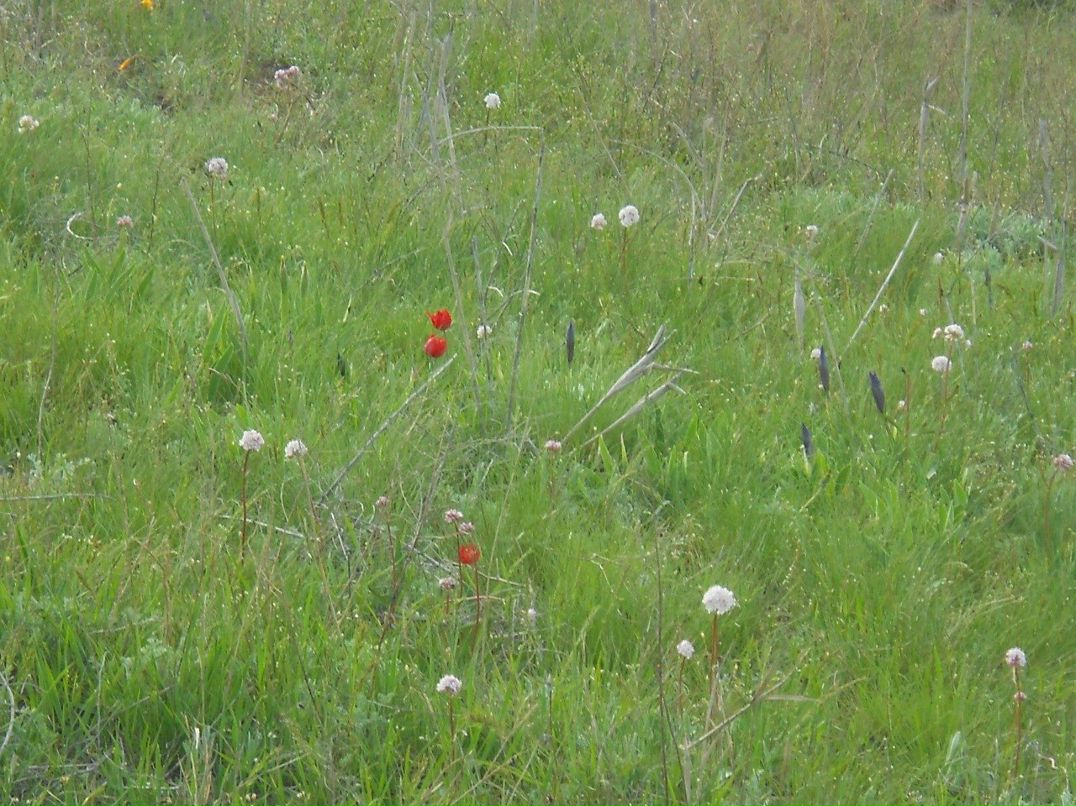 Эльза Убушаева | Элиста