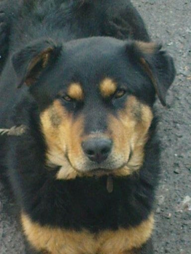 Дмитрий Сергеевич | Бердянск