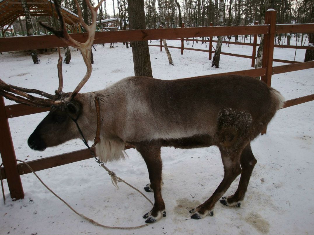 Татьяна Медведева | Москва