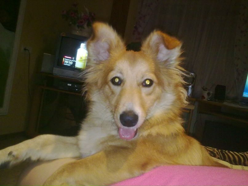 Диана Бойко | 