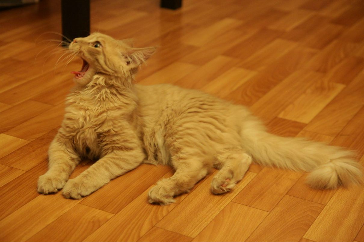 Екатерина Нестеренко | Санкт-Петербург