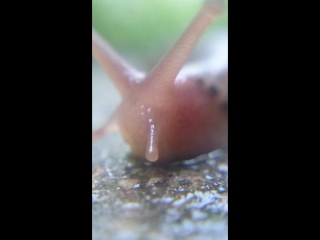 SLUG