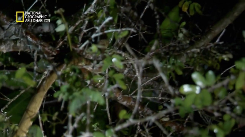 Python Hunters Ep1 Death By