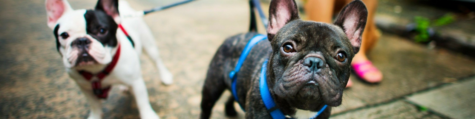 Домашняя передержка,котоняня,выгул.СПб,Парнас. | Здравствуйте! 2024 ...