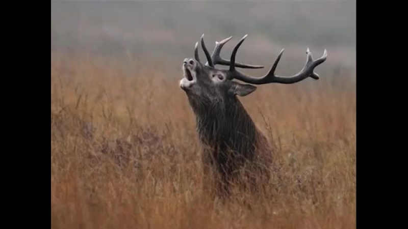 Природа Севера: олень