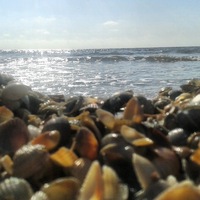 Елена Жукова