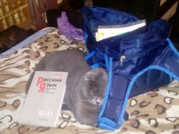 Дима Бладурин, Грузия