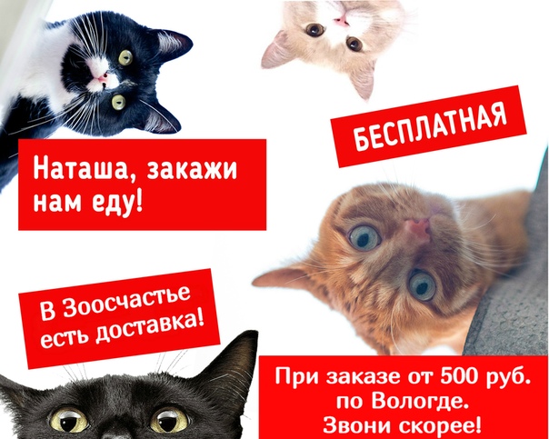 Зоосчастье Интернет Магазин Спб Адреса