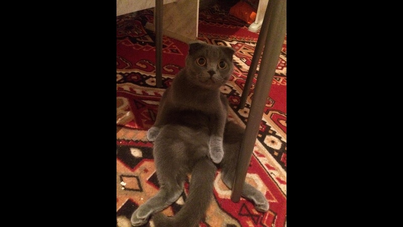 Cat, Caty, Кошкам тоже снятся сны Кошка спит высунув