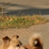 Аватар: Чипка =)