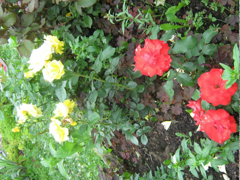 Ксения Чернина | Санкт-Петербург