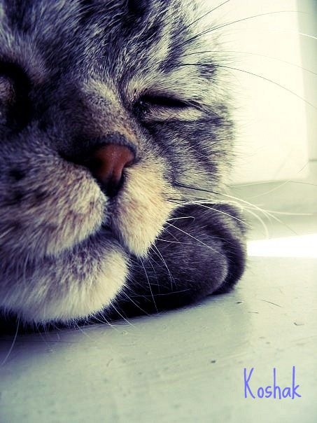 №12, Елена Сивак, Симферополь №12, Елена Сивак, Симферополь