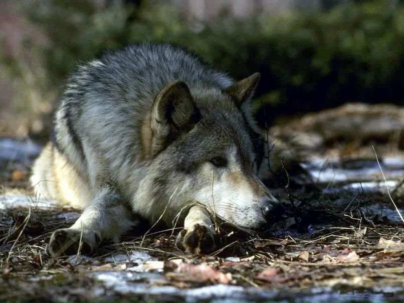 Шамиль Байбулатов | Омск