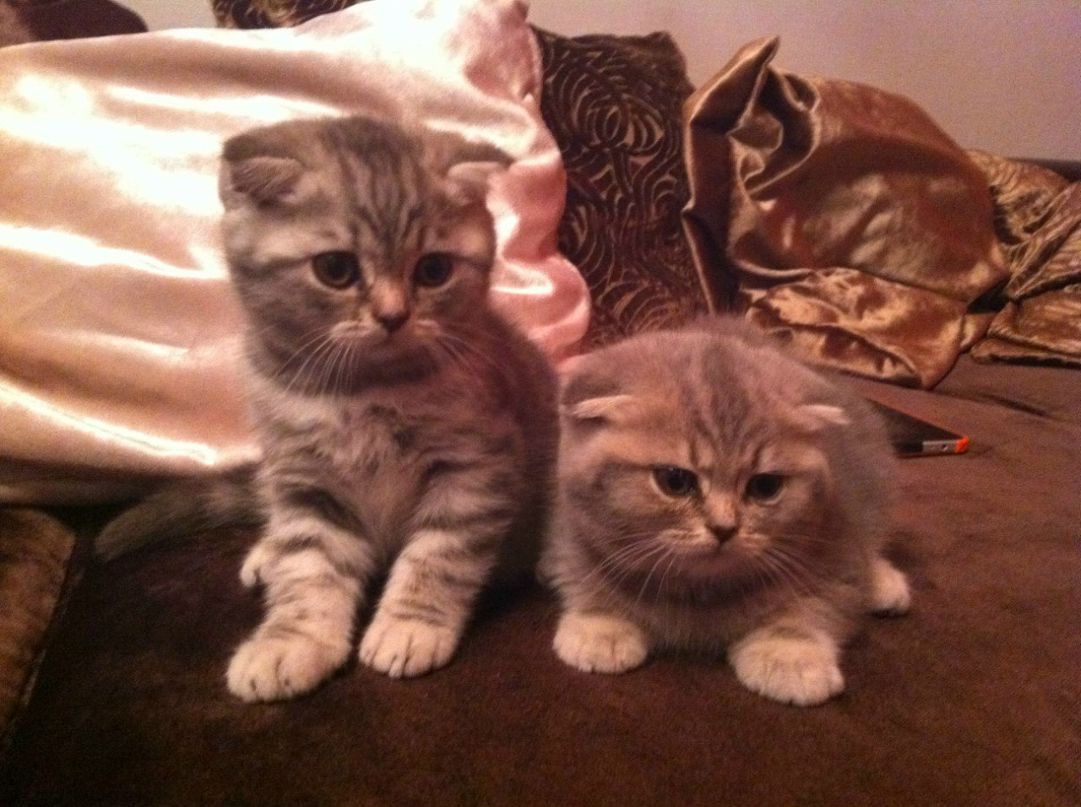 Елена Колесова | Краснодар