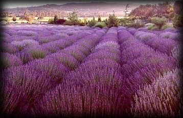 №43, Ксения Швецова №43, Ксения Швецова